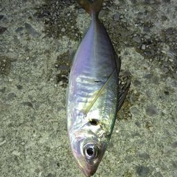 アジ