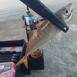 アジ