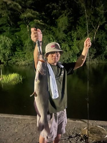 アメリカナマズの釣果
