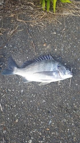 ライギョの釣果