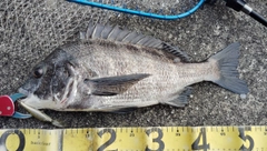 チヌの釣果