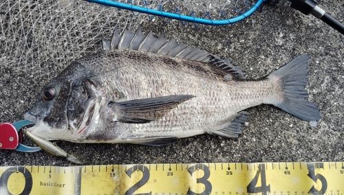 チヌの釣果