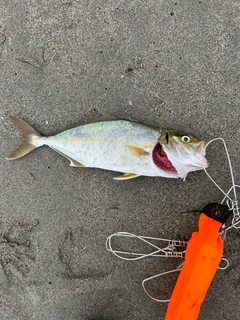 ショゴの釣果