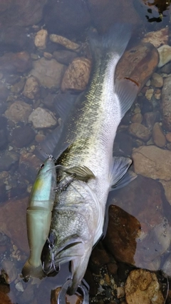 ブラックバスの釣果