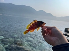 アカハタの釣果