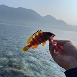 アカハタ