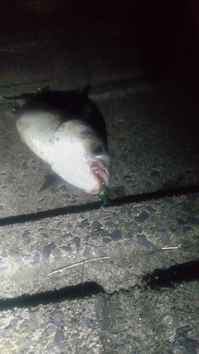 ボラの釣果