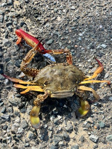 ワタリガニの釣果