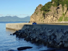 ワカシの釣果
