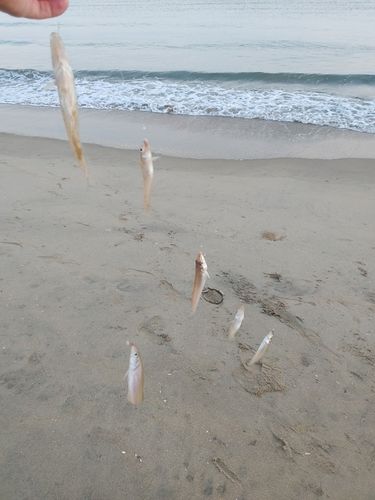 キスの釣果