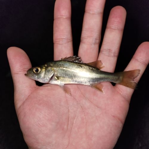 セイゴ（マルスズキ）の釣果