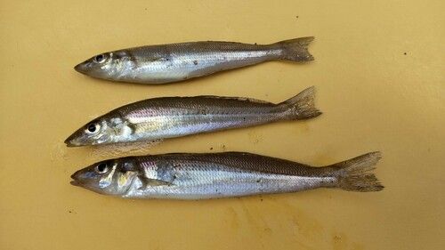 シロギスの釣果