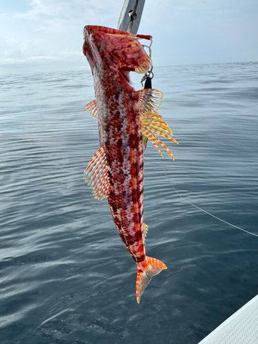 アカエソの釣果
