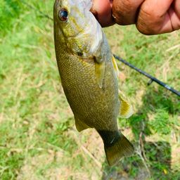 スモールマウスバス