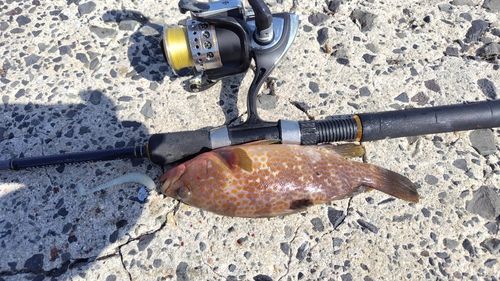 キジハタの釣果