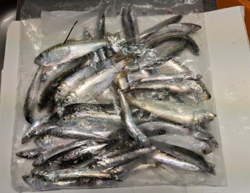 カタクチイワシの釣果