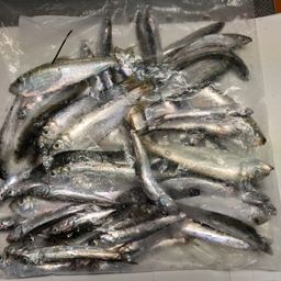 カタクチイワシ