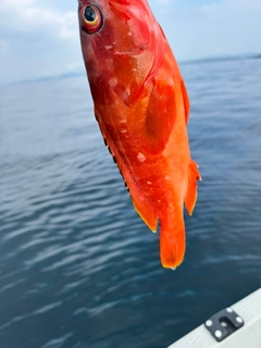 アカハタの釣果