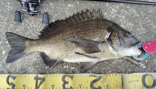 チヌの釣果
