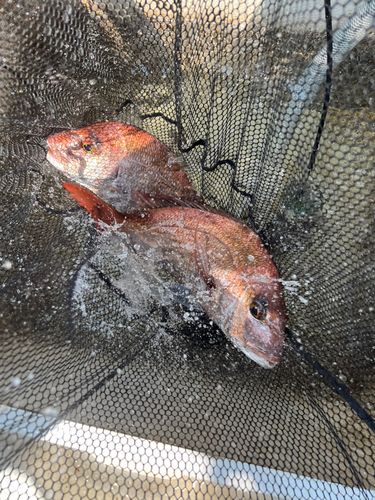マダイの釣果