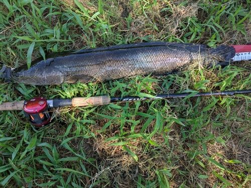 ライギョの釣果