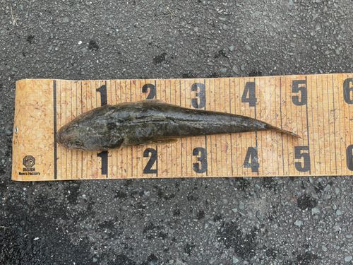 マゴチの釣果