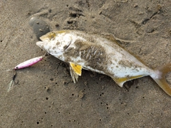 ショゴの釣果