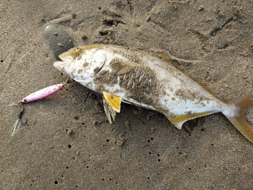 ショゴの釣果