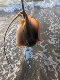 アカエイの釣果