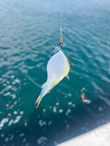 アサヒアナハゼの釣果