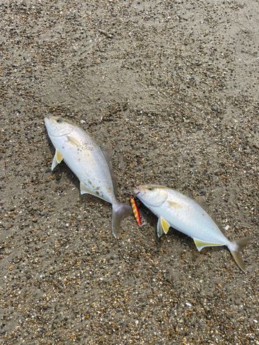 ショゴの釣果