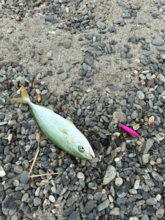 ワカシの釣果