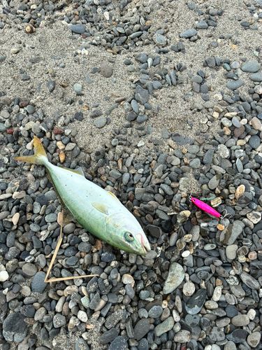 ワカシの釣果