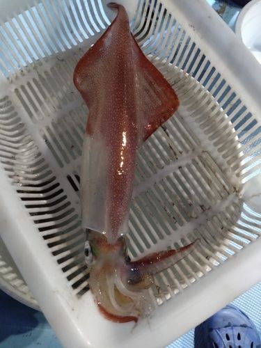 アカイカの釣果