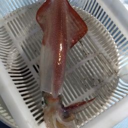 アカイカ