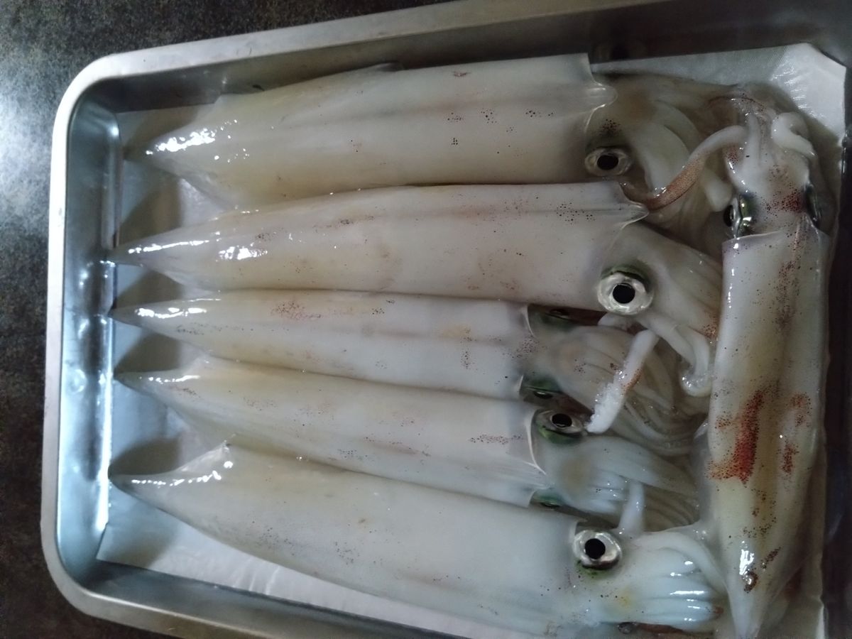 シーズさんの釣果 2枚目の画像