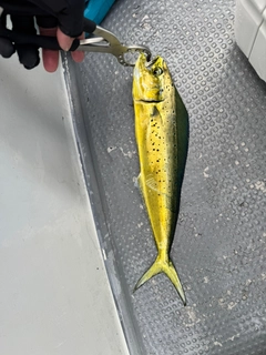 シイラの釣果