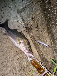 セイゴ(マルスズキ)の釣果