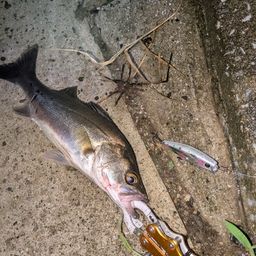 セイゴ（マルスズキ）