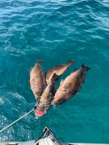 オオモンハタの釣果