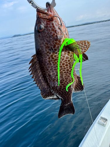オオモンハタの釣果