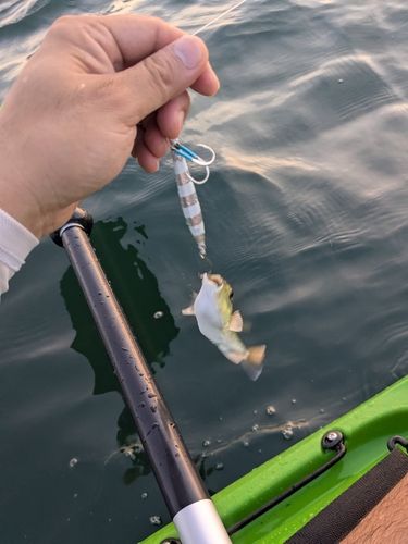 シロサバフグの釣果