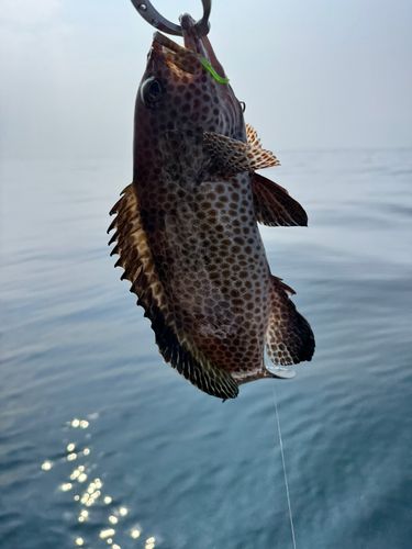 オオモンハタの釣果