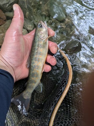 イワナの釣果