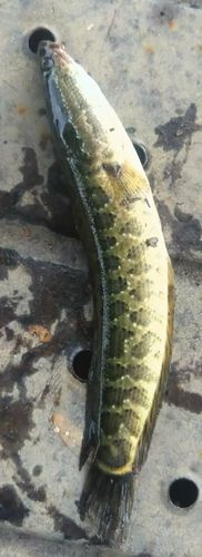 ライギョの釣果