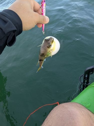 シロサバフグの釣果