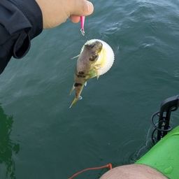 シロサバフグ