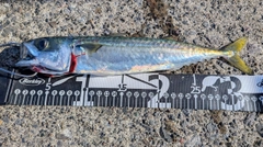 サバの釣果