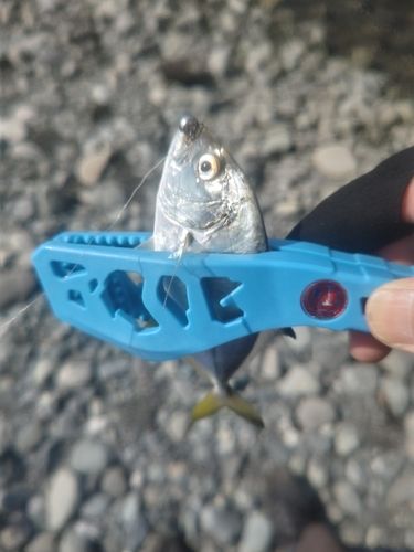 メッキの釣果