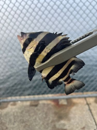 サンバソウの釣果